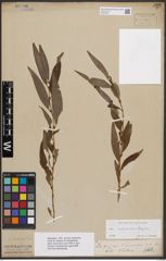 Foto von Salix babylonica L. x Salix fragilis L.